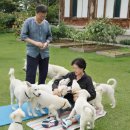 국회의원 김의겸의 3망 &amp; 참으로 몹쓸 견주(犬主) &amp; 풍산개의 독백.. “우리를 셀럽 ‘재인’과 ‘정 이미지