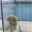 멍품 강아지분양 본점 | 일산강아지분양, 자체 브리딩으로 건강까지 믿음직했던 시스템! REAL DOGS 강아지분양 일산본점 방문 후기