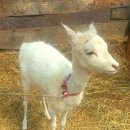 성화사슴농장 이미지