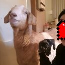 양지농장(1) 이미지