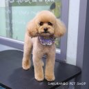 사쿠란보애견샵 부산대점 이미지