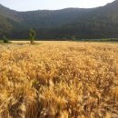 동고민박 이미지