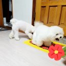 송파강아지교배잠실애견교배후기♥
