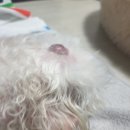 청담동물병원 이미지