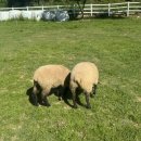 종은목장 이미지