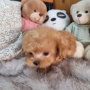 강아지를부탁해(돌봄) | 광명 한안동강아지분양, 사랑스러운 가족을 만나는 특별한 여정