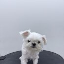 멍발머리 이미지