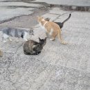 가람동물병원 이미지