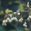 나무나무 이미지