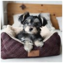 드림독 강아지 고양이 안심분양센터 시흥점 | 시흥강아지분양 알아보다 방문한 버디독 강아지 분양센터 솔직 후기