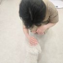 오쉬오트 이미지