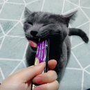 올캣코리아 이미지