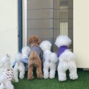 베베꽁 유치원호텔 이미지