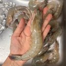 (주)한국타이어제철판매 | 통영 가보수산 흰다리새우 가을 제철 해산물 뚱새우 택배 배송 후기