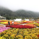 가을꽃축제/인제 이미지