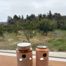 아날로그감귤밭 | 제주 아날로그 감귤밭 🍊| 유기농 감귤 따기 | 주스 과일청 만들기