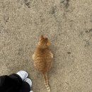 UR(서귀포시)-[표선중앙로]-하-1 | ➰제주도 서귀포 인근 카페 투어 1탄➰