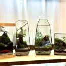 (원데이) 나만의 작은 숲, 테라리움 이미지