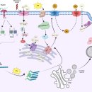 Re: Intestinal mucus components and secretion mechanisms 2023년 nature revie 이미지