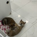 시바나라 이미지