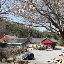 수도사 노사나불괘불탱 | 수도사 노사나불 괘불탱(修道寺 盧舍那佛 掛佛幀. 보물)과 수도사(修道寺)