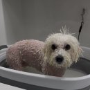 나나 펫 살롱 | 첨단 애견미용실 비숑 귀툭미용 후기