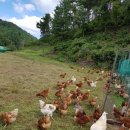 동업 농장 이미지