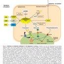 Re: Recent advances in understanding and managing cholesterol gallstones - 번역해야 이미지