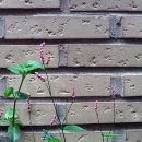 짜우첸