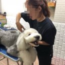 순도리네애견 이미지