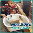 차차래빗 이미지