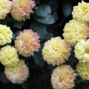 해당화마을 이미지