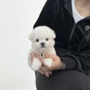 야옹아멍멍해봐강아지고양이삼각점