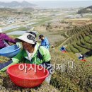 보성춘파다원 이미지