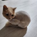 고양이 미용하기.겨울준비