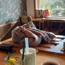 카멜리아민박 이미지