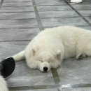 서울실내놀거리 홍대 이색 애견카페 &lt;겨울이 머무는 집&gt;, 사모예드 강아지들과 신나게 놀기!