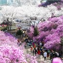 부천시 봄꽃 축제 이미지
