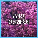 4월9일(화) 경기 강화 고려산 진달래축제 쌍용회관06시출발 회비50,000원(중식은 밴댕이회비빔밥 제공합니다) 이미지