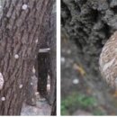 양지-2752 이미지