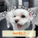 댕댕이 호텔 | 원주 애견미용 댕댕이가 먼저 반하는 위생미용 목욕 “아이엠도그” 솔직후기