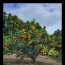 다미농장 이미지