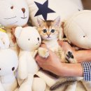 해피애견타운 강아지고양이 포항점&현살롱드펫(남구) 이미지