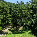 삼척 활기 치유의 숲 이미지