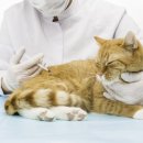 디아동물병원 이미지