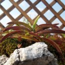 야생화단지내 이미지