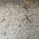 이십사-십일