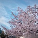 배꽃다방 이미지