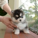 울산 강아지분양 미유펫 이미지