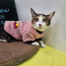 고양이미용 캣어스 | 무마취 안전한 고양이 미용! 신대방삼거리역 &lt;캣치유고양이미용호텔&gt; 이용 후기 ★